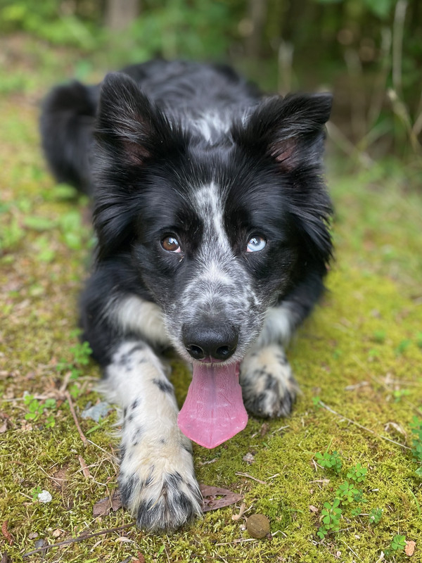 buck, a black and white dappled border collie