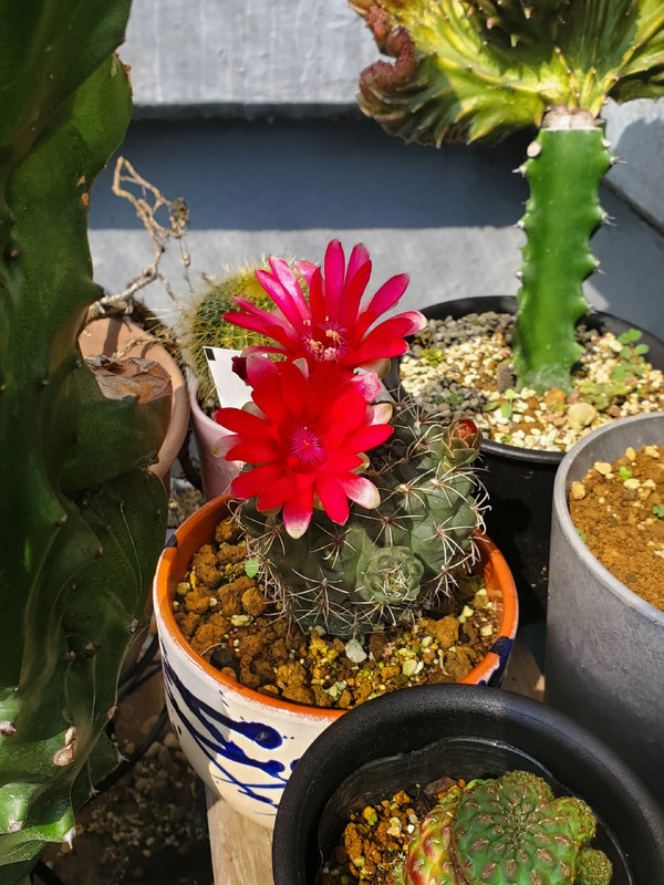 Cactus-Bloom2.jpg