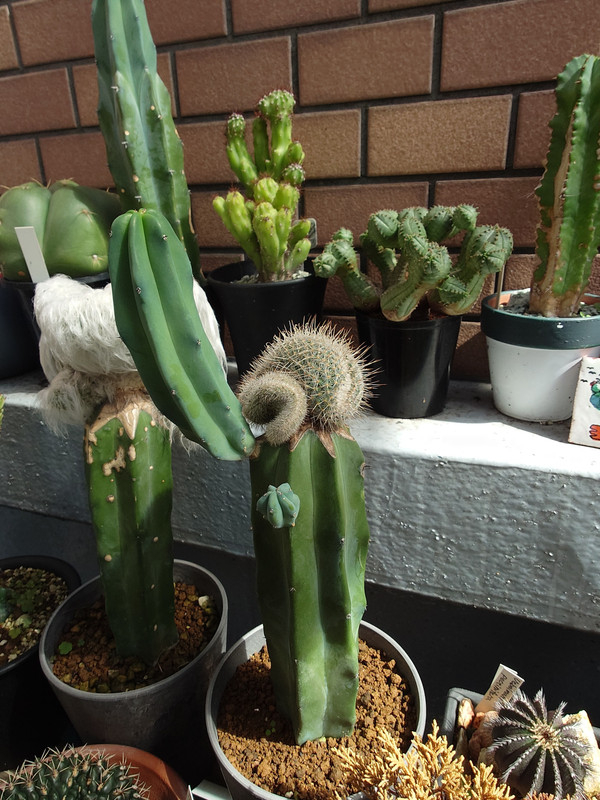 Grafted cactus with two extra babies sprouting from the sides