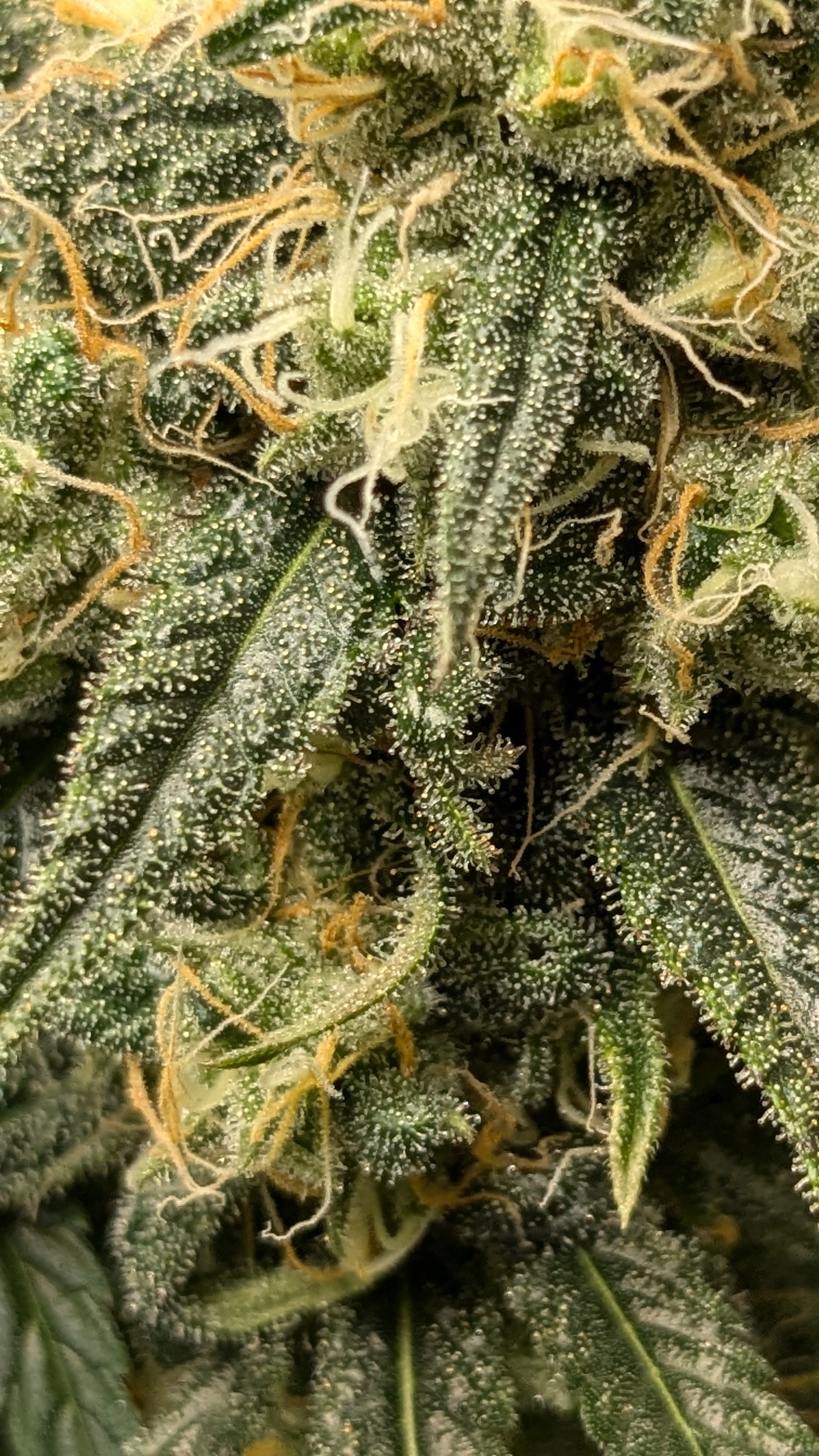 A little bit closer image of currently flowering cannabis plant