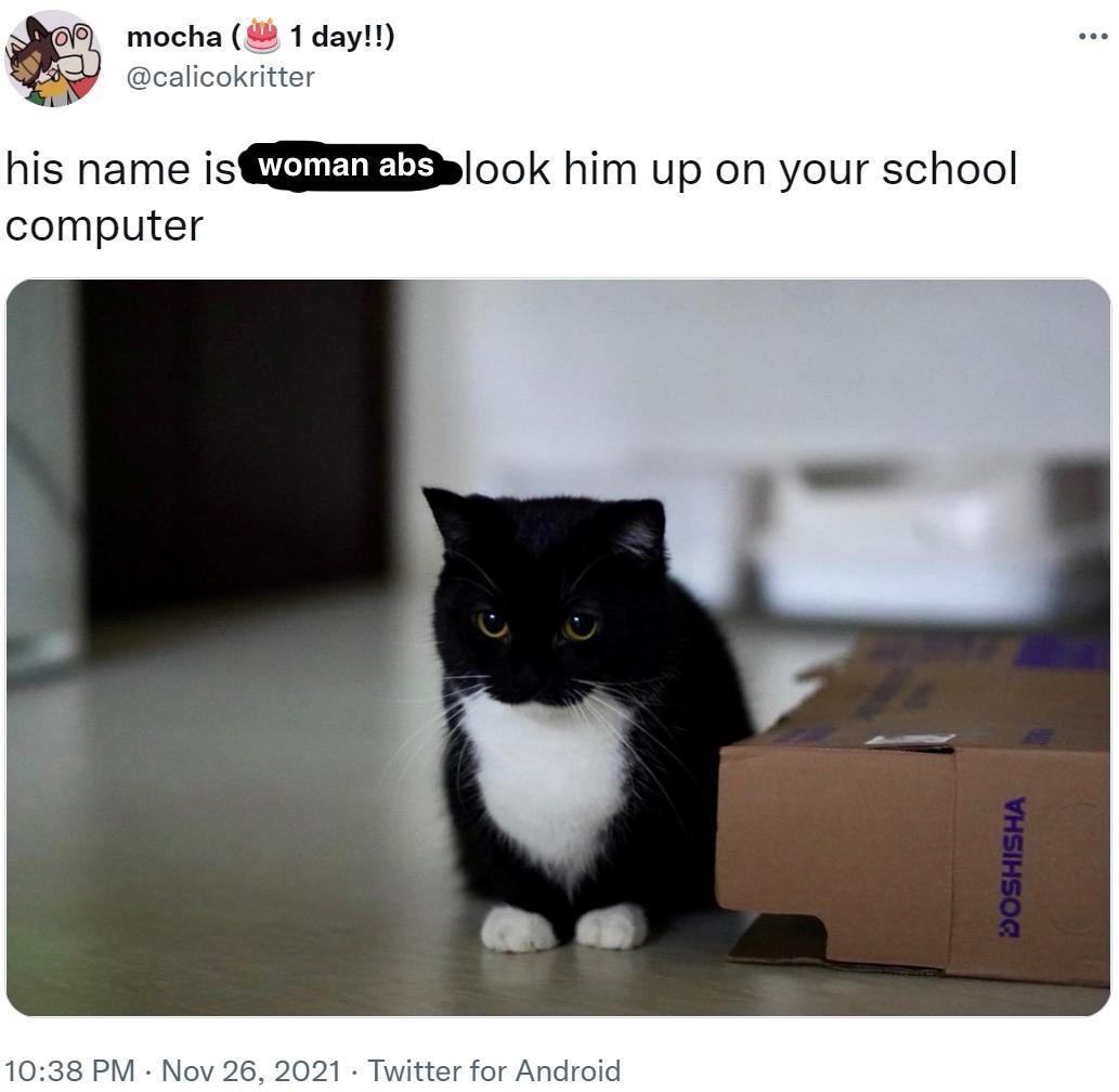 Description: A tweet-edit of a picture showing a cute black kitten. It reads "his name is women abs look him up on your school computer"