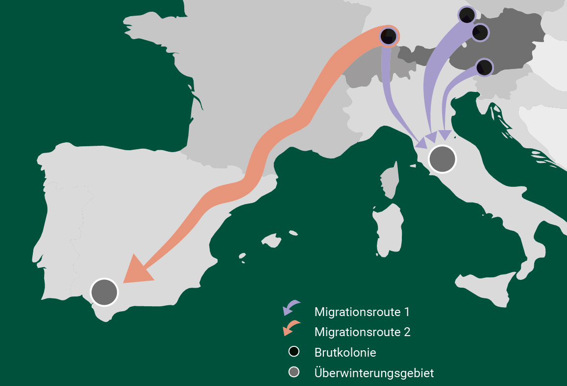 Planned migration routes 