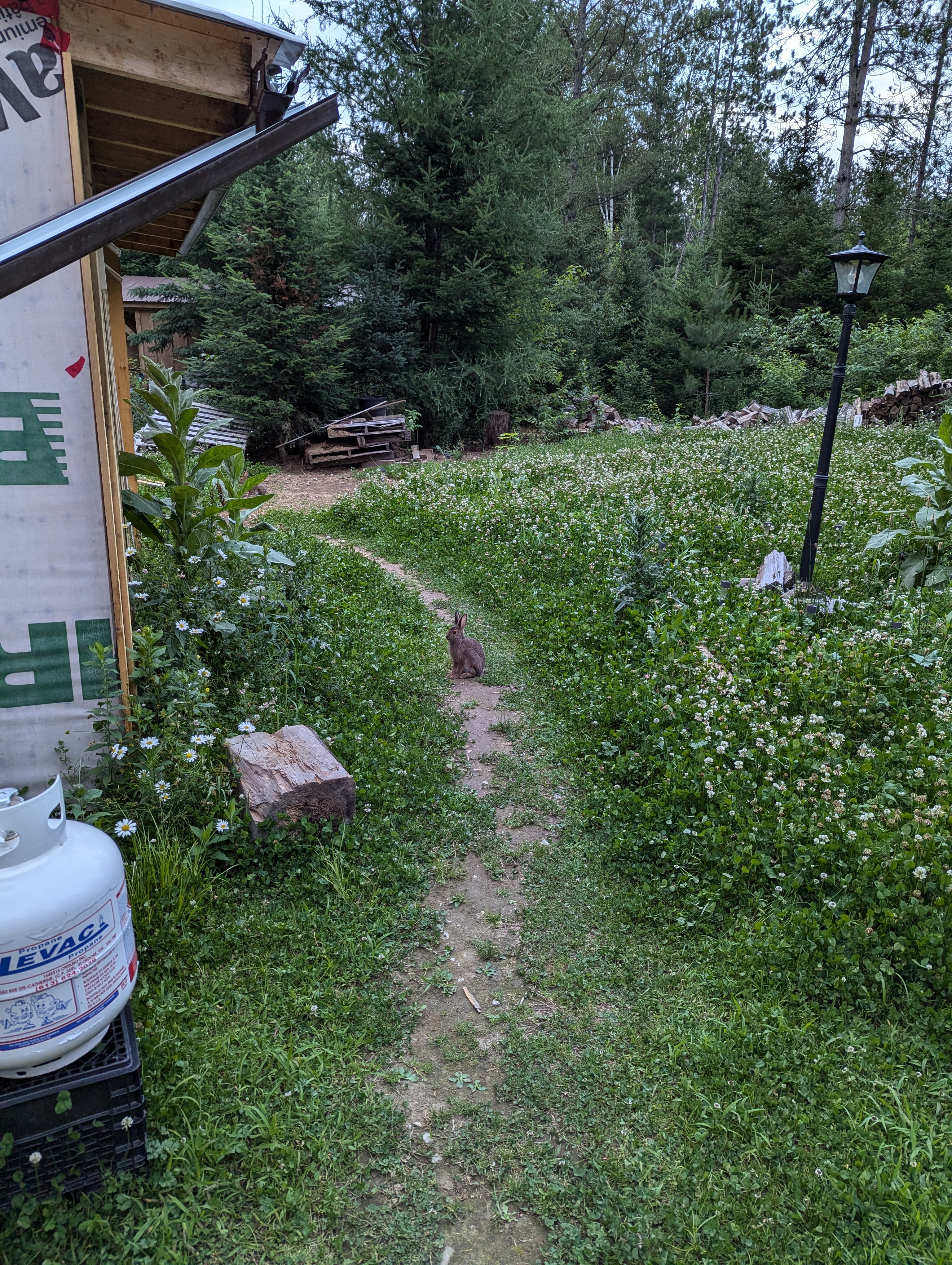 a young brown bunny sitting on a path in a clover patch.