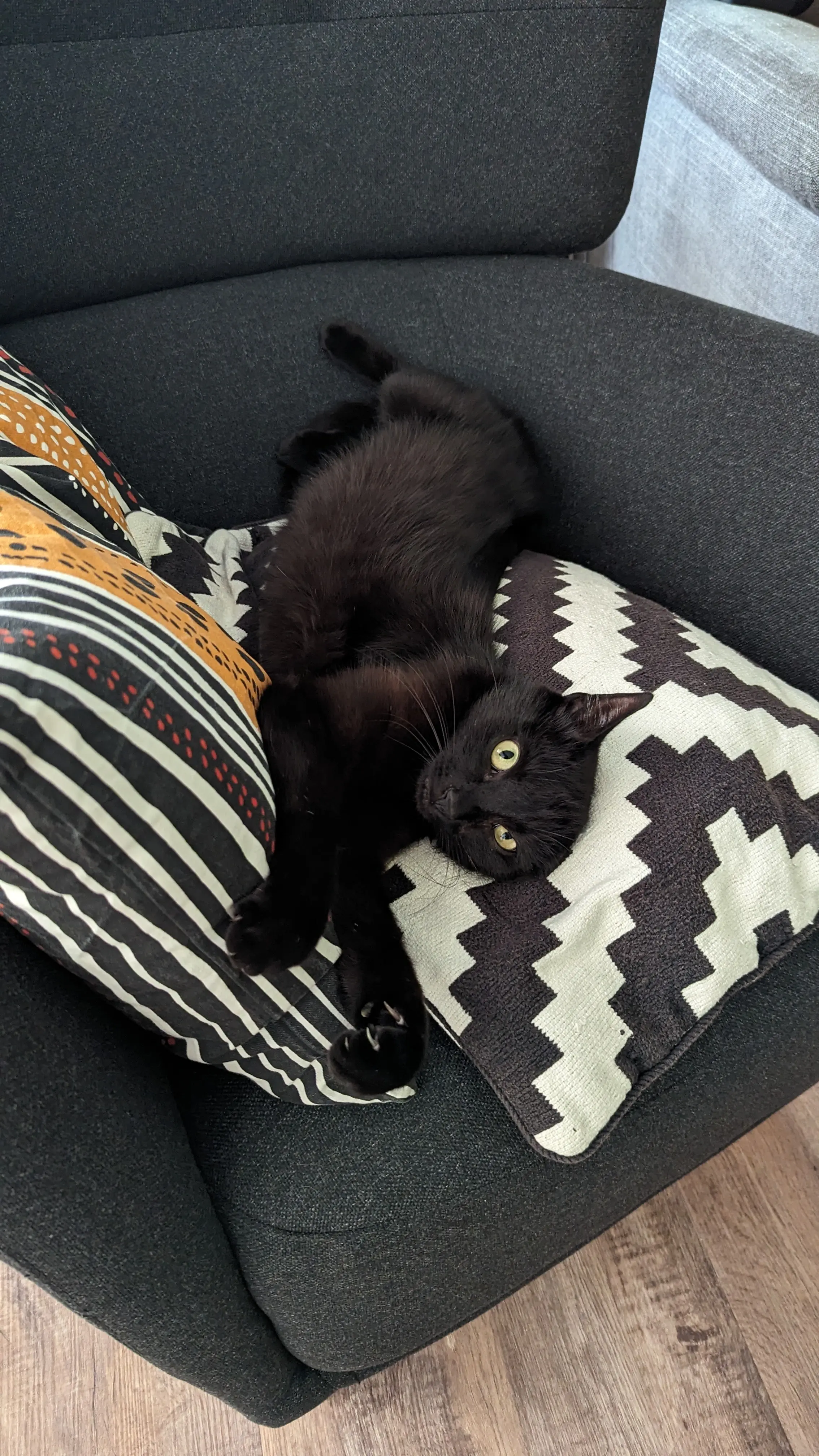 My cat lounging on my chair