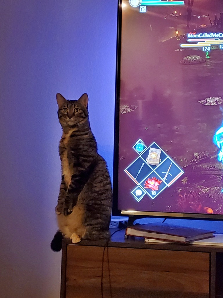 Cat.