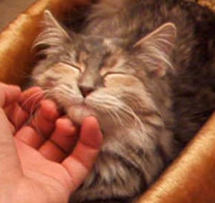 Chin scratches (the rare gentle kind).