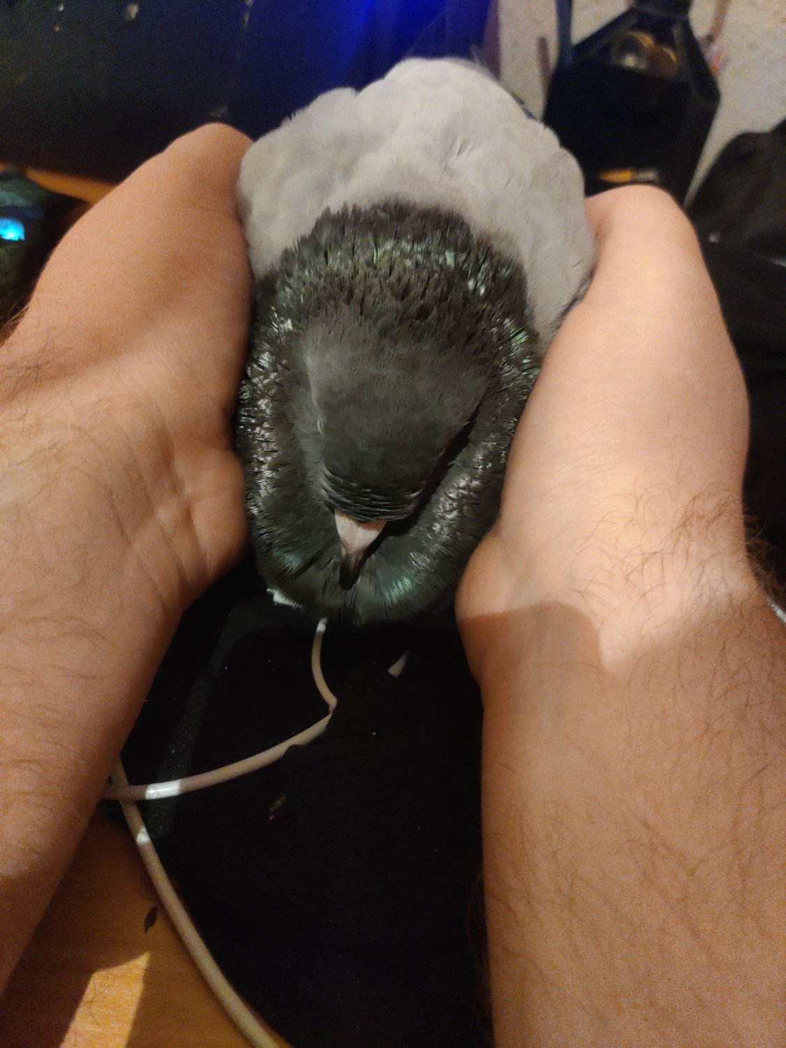 A fluffy pigeon is beeing held by a human with his hands