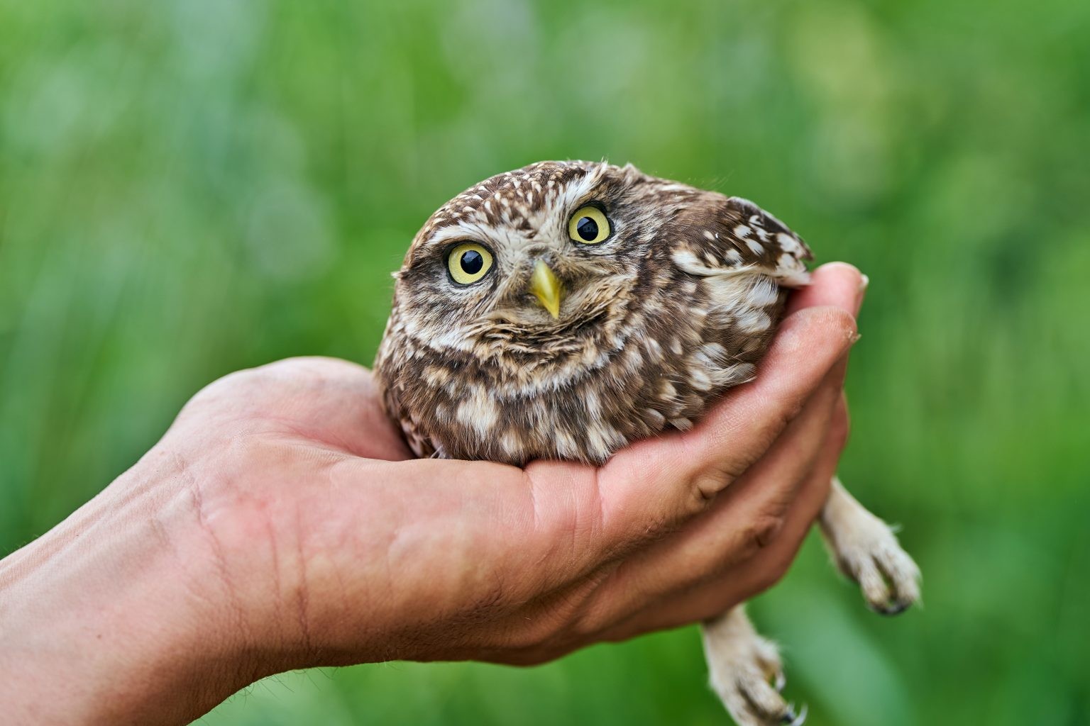 A bird in the hand