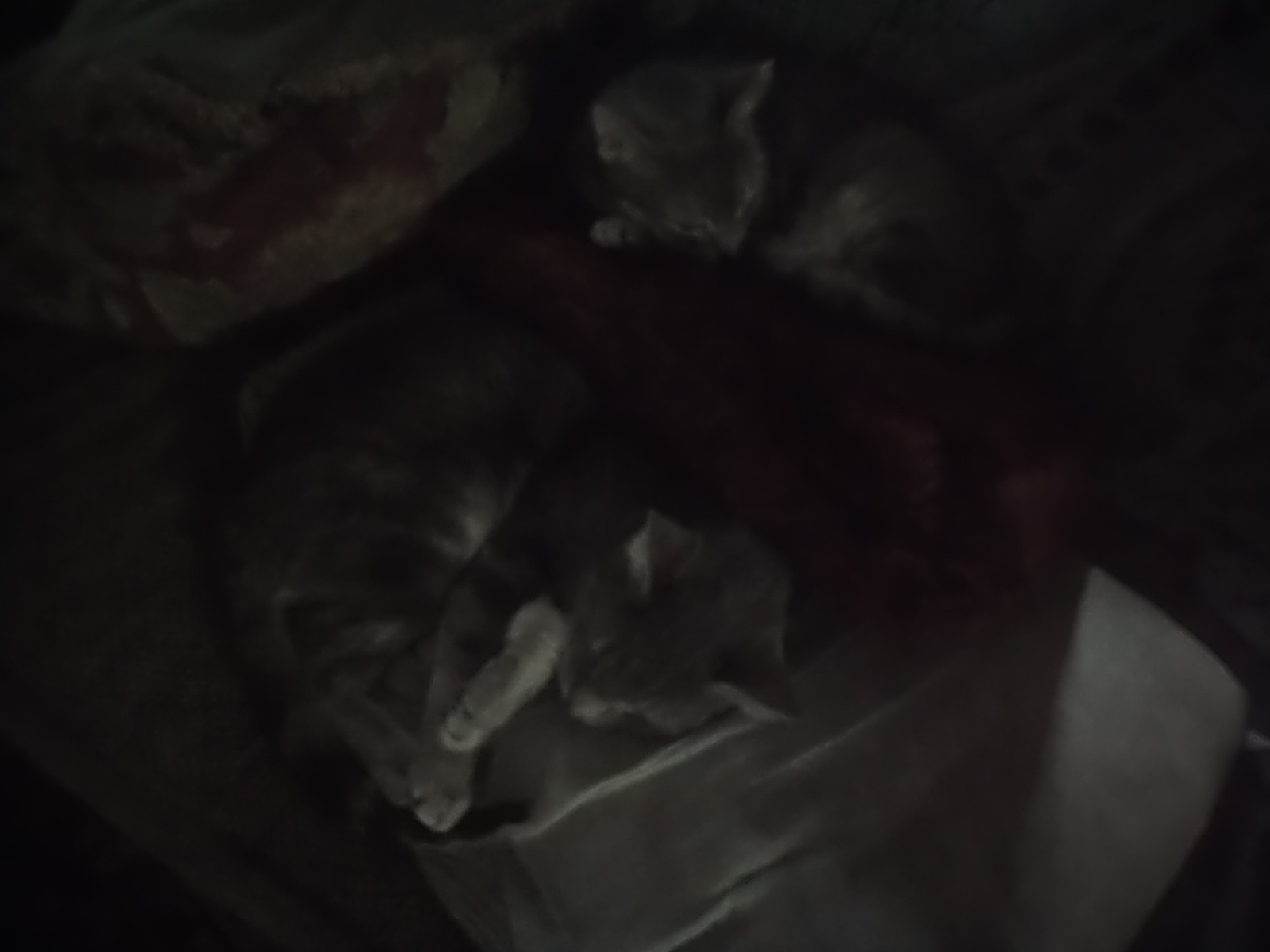 two slightly blurry gray cats laying in the dark