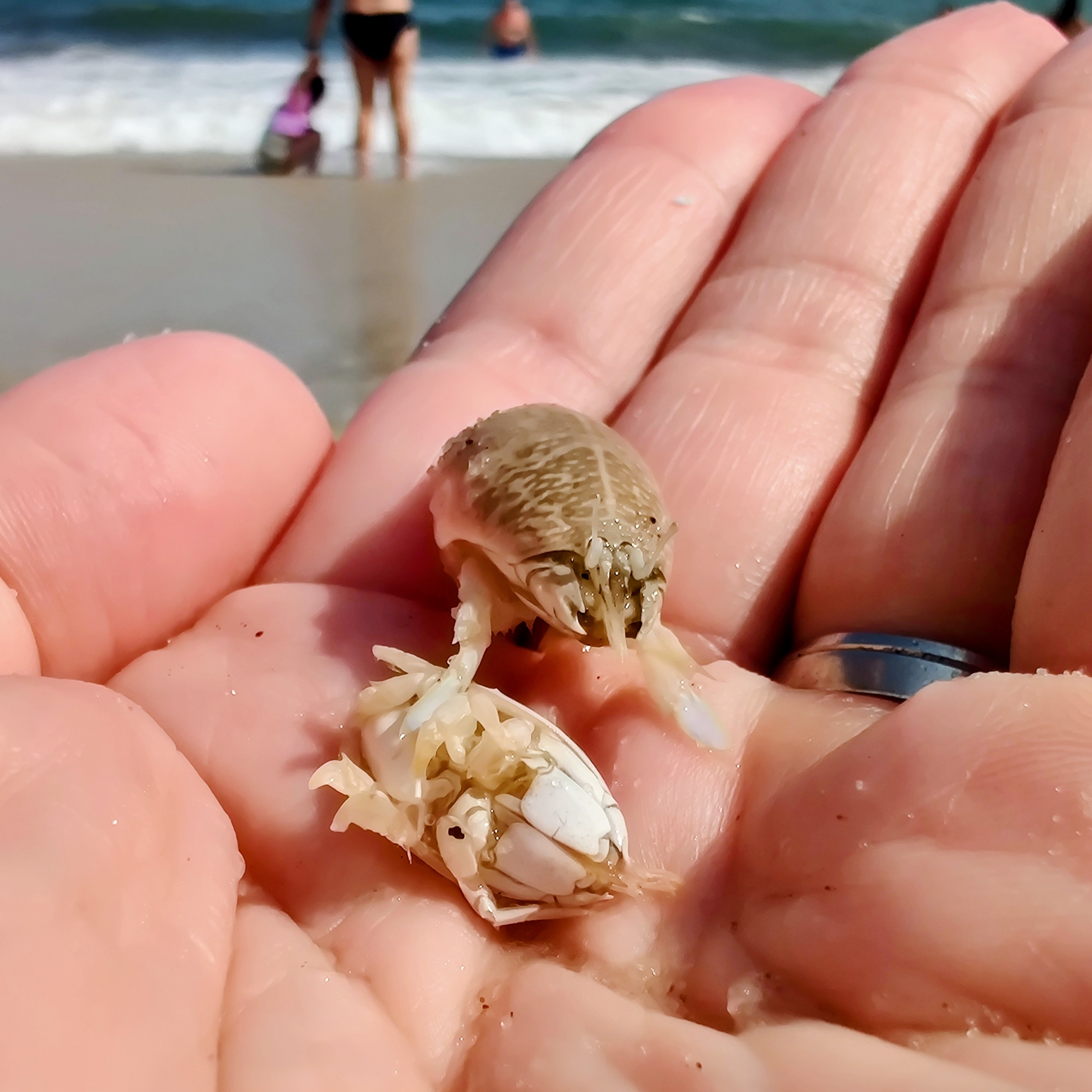 A pair of sand fleas in my left hand, one upside down, the other facing the camera.