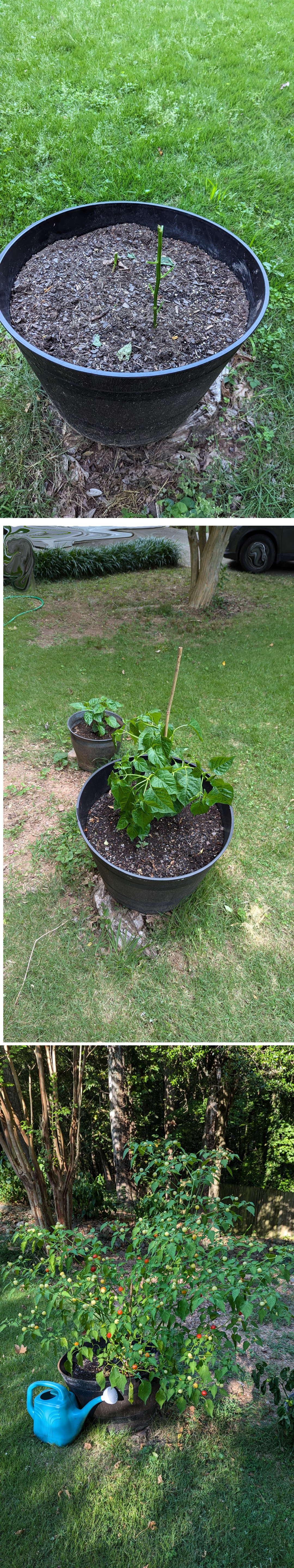 Progression of pepper plant after being eaten by local deer