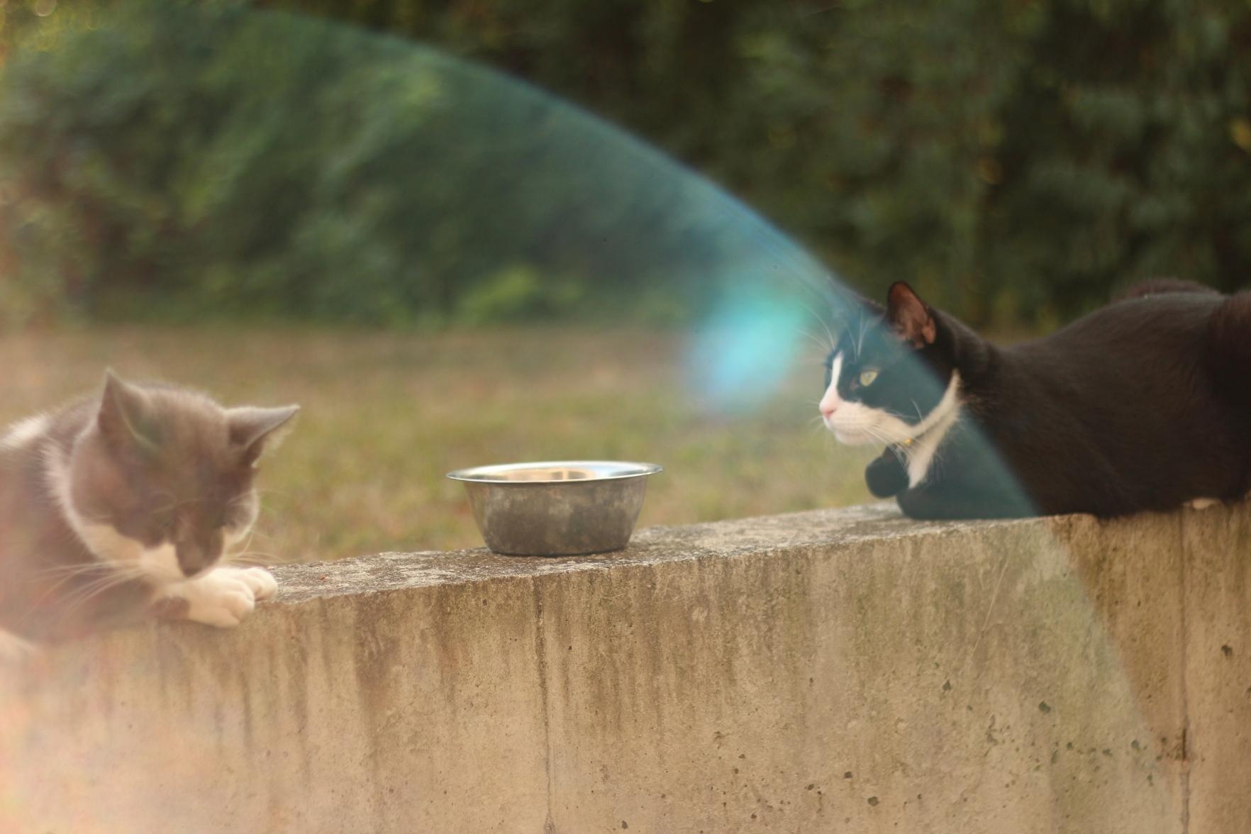 2 cats sitting with a bowl between them, a light blue arc is barely visible