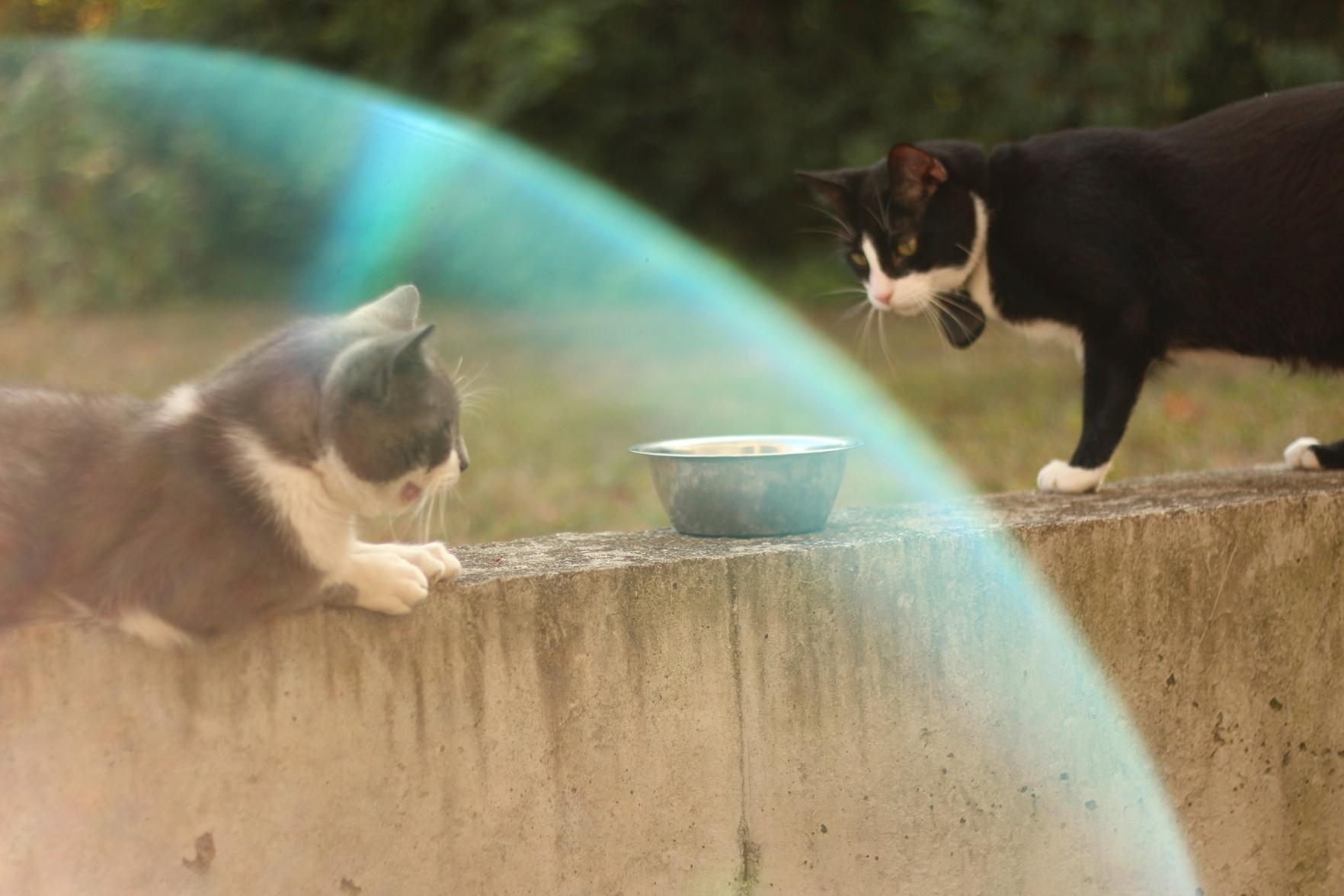 Photo of 2 cats. The one of the left is gray and white, the one on the right is black and white There is a weird lighting mistake that forms a sort of light blue arc surrounding the gray cat