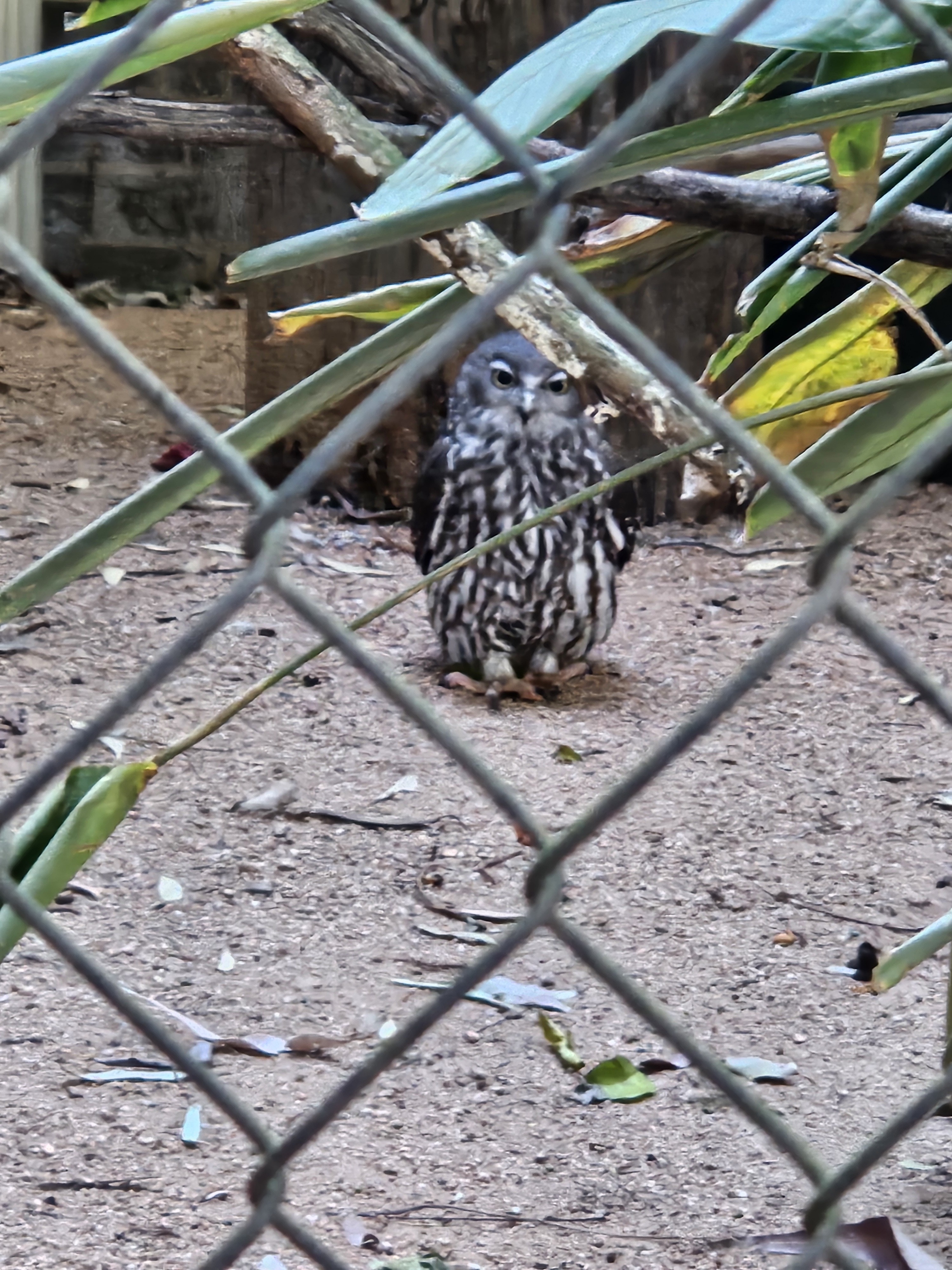 Barking owl through wire fence