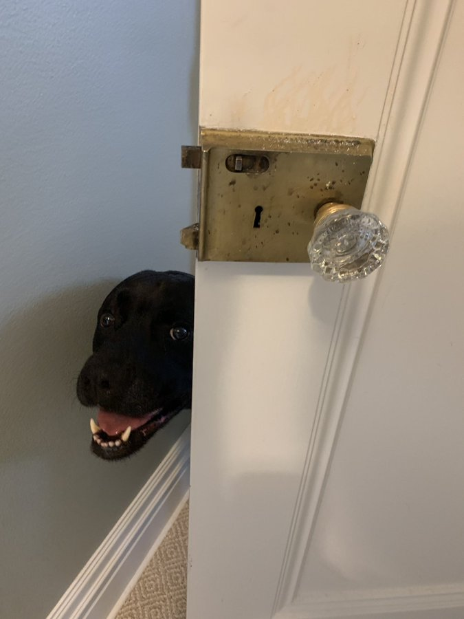 A black Labrador peeking his face around a door with a shit eating grin 