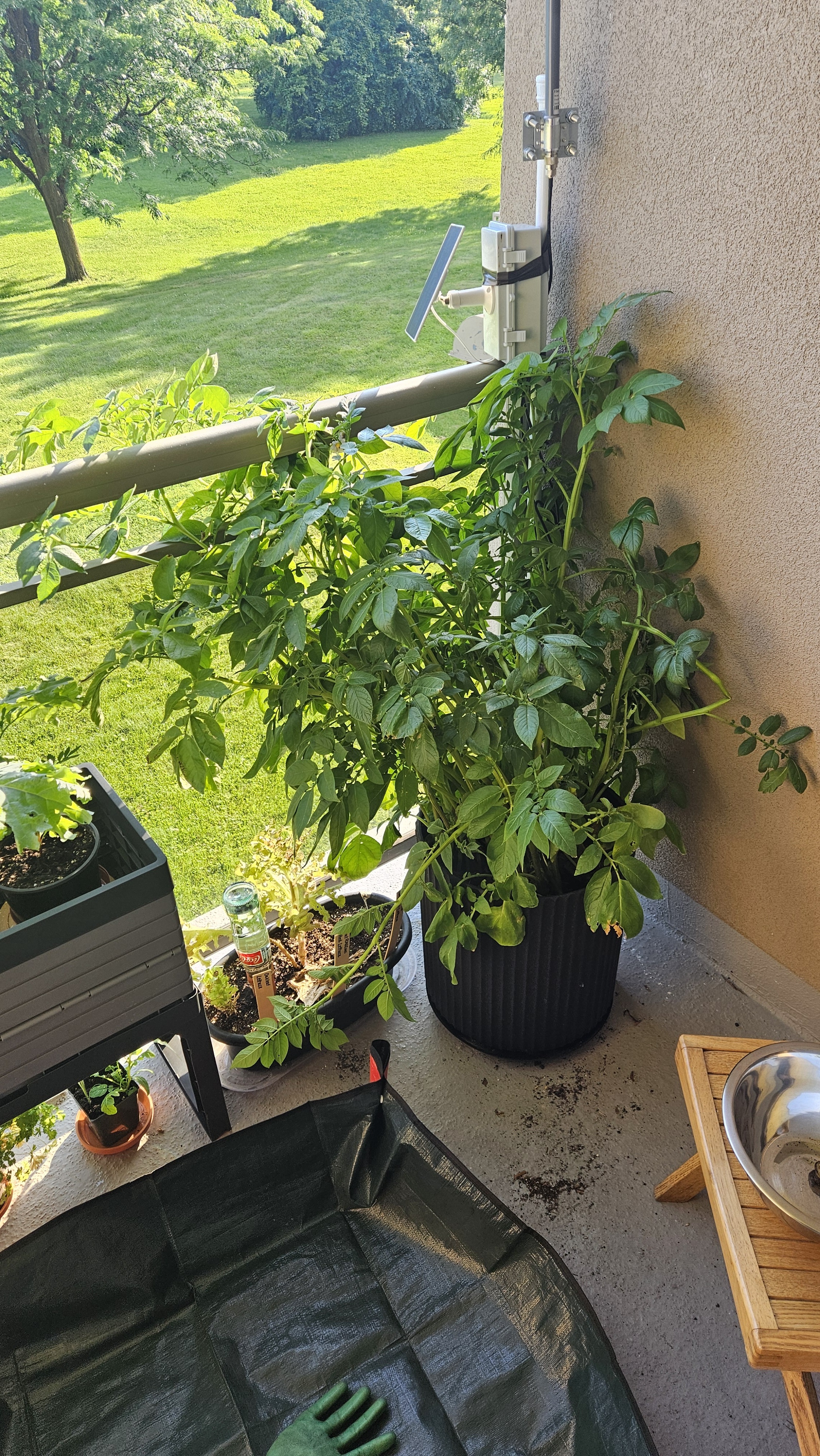 photo of overgrown potato shoots coming out of a large black planter