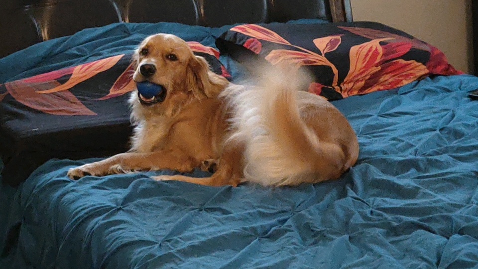 A side picture of a golden retriever lying on a bed. She is staring directly into the camera and has a blue ball in her mouth. Her tail is half-raised and blurry due to motion.