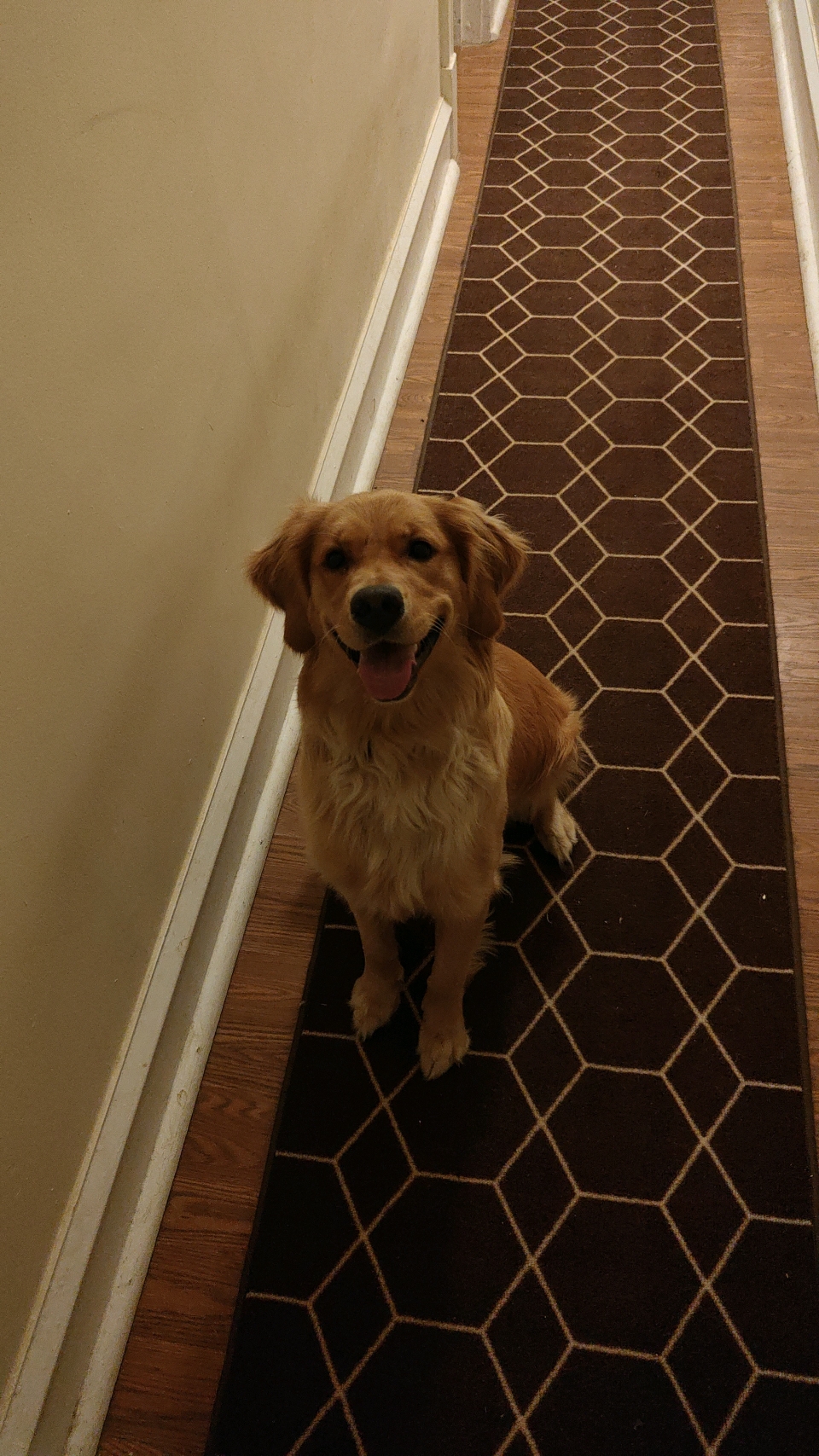 An elated golden retriever sitting down and happily staring at the camera, mouth agape and tongue visible.