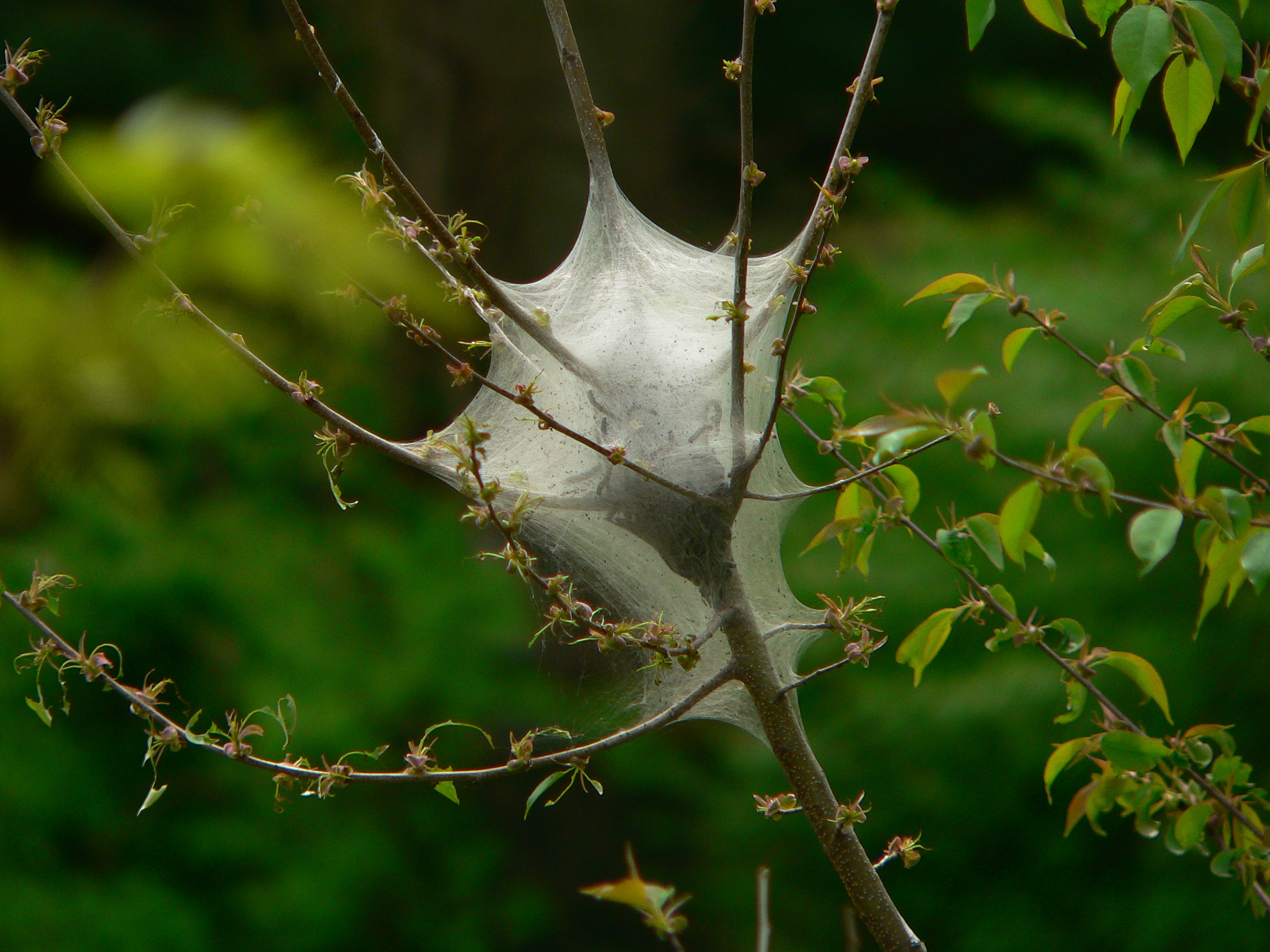 Communal tent of the Malacosoma americanum caterpillar