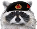 comrade-raccoon