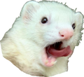 ferret-poggers