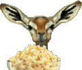 antelope-popcorn