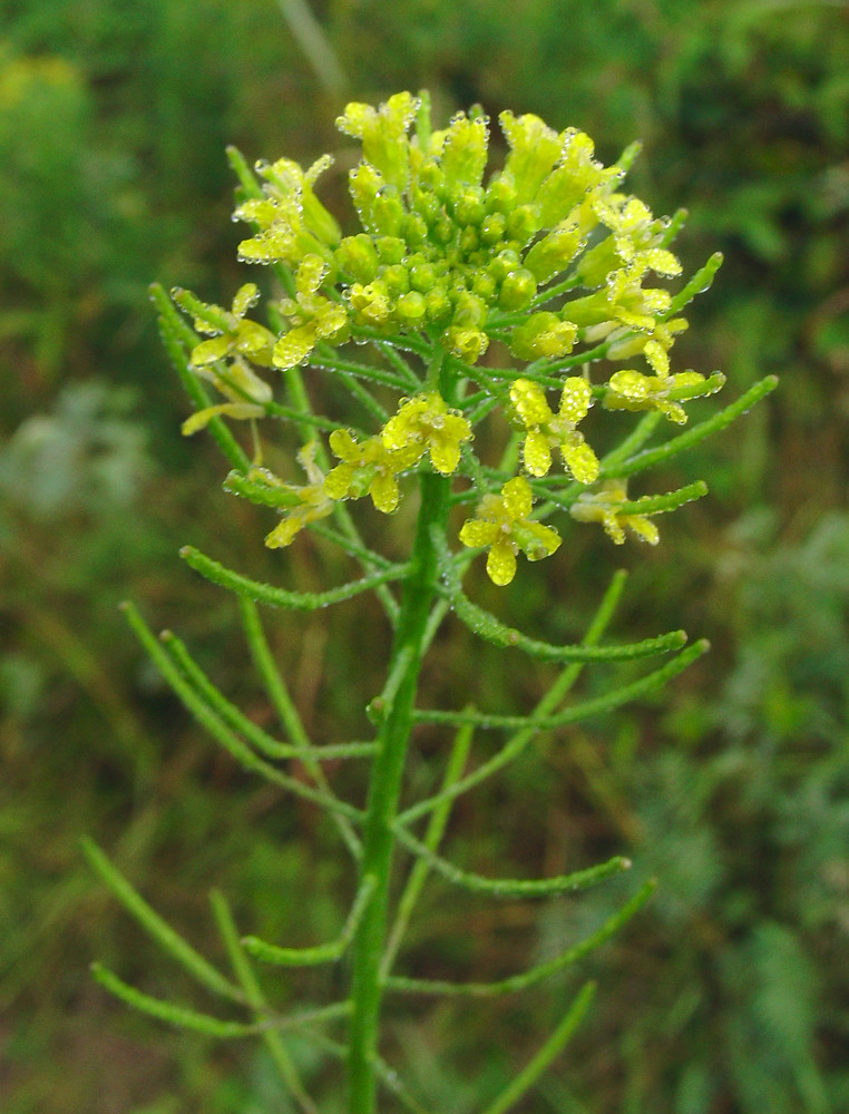 gracile green plant with small yellow leaves that looks nothing like broccoli 