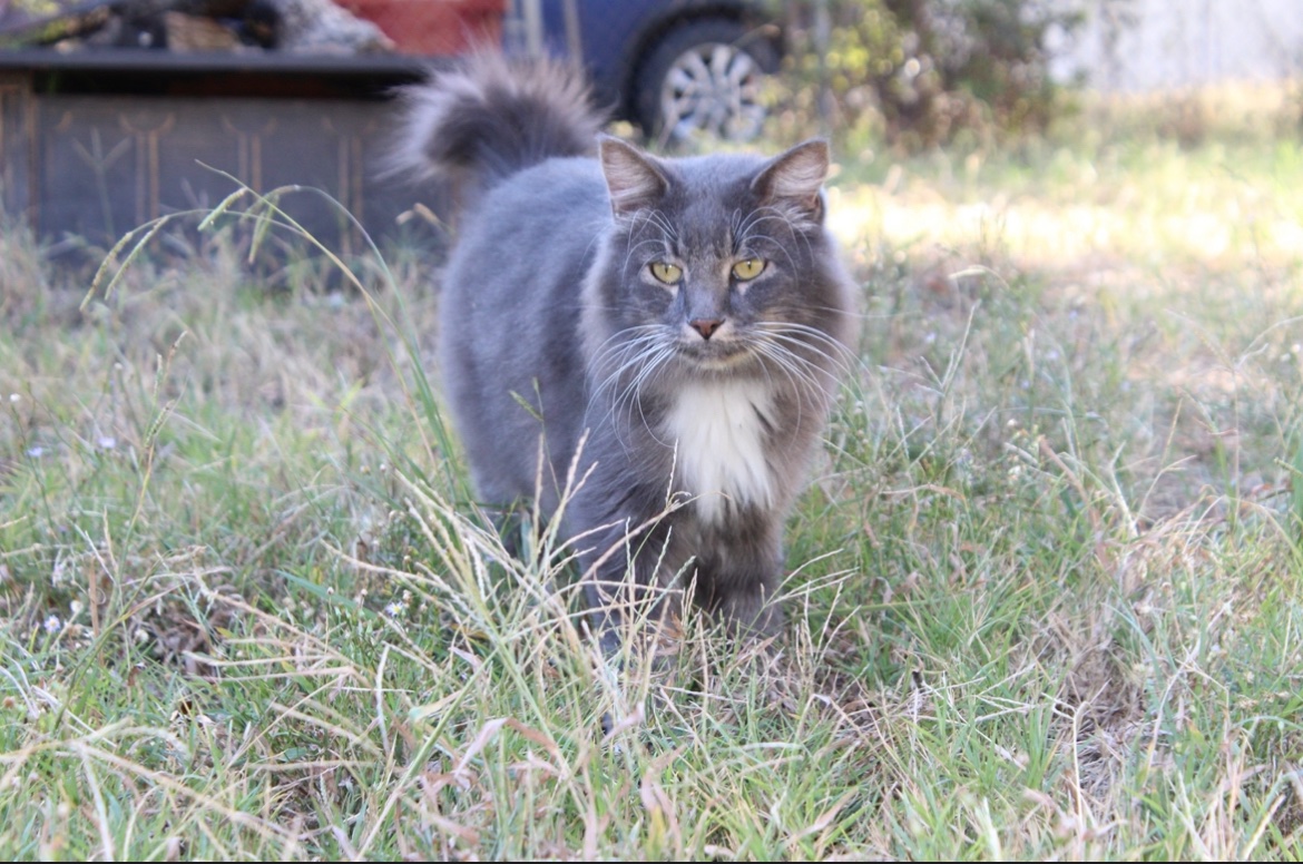 Sir Cletus of the many whiskers, first of his name, Slayer of Mice, Protector of the Realm and lover of snuggles