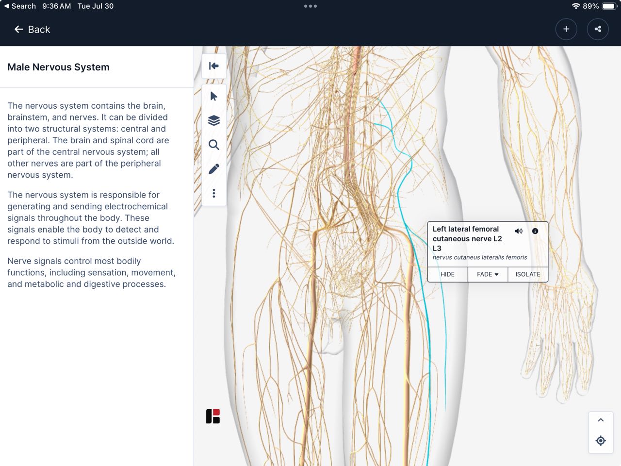 Femoral Nerve (3D Human) 