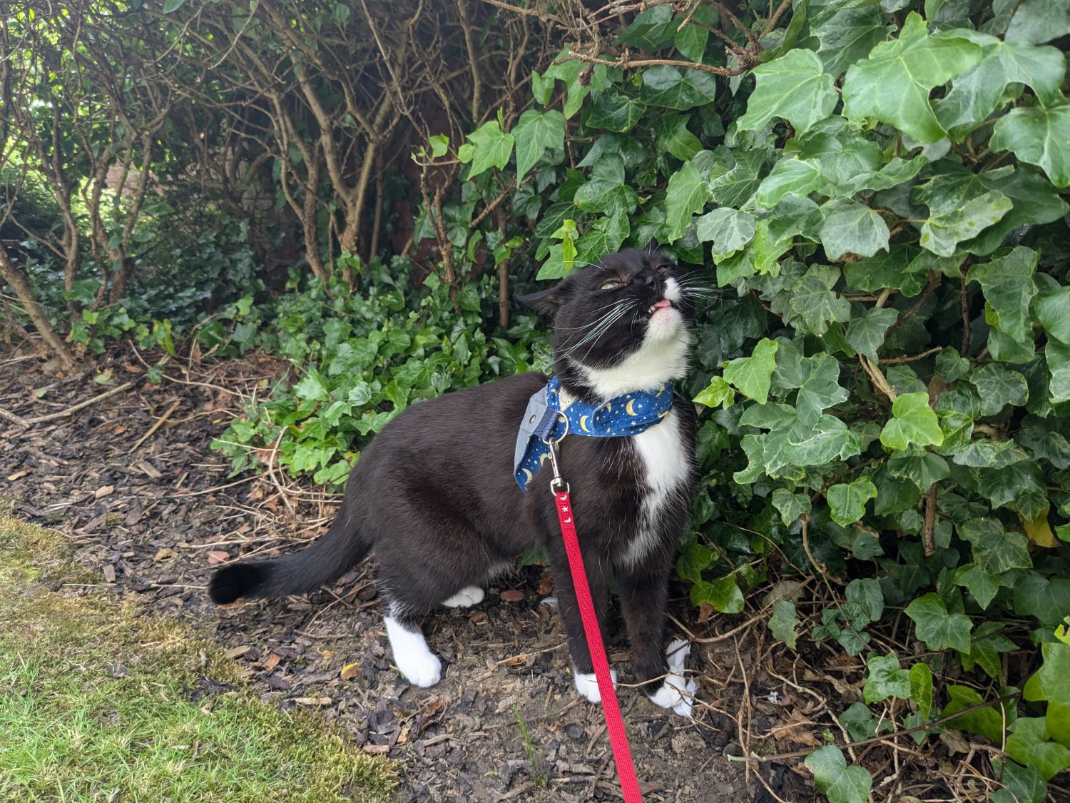 a cat on a lead smelling a bush and making a funny face