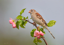 RoundSparrow